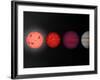This Figure Shows an Artist's Rendition Comparing Brown Dwarfs to Stars and Planets-Stocktrek Images-Framed Photographic Print