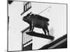 This Hog Sign Advertises a Brush Makers Shop in Westmorland-null-Mounted Photographic Print