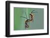 This Image is from the 1X Innovations Collection.-Vajda Béci-Framed Photographic Print