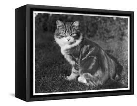 This Large Tabby Cat Sits Comfortably in the Garden Enjoying the Sun-null-Framed Stretched Canvas