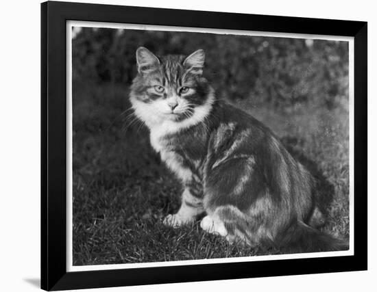 This Large Tabby Cat Sits Comfortably in the Garden Enjoying the Sun-null-Framed Photographic Print