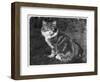 This Large Tabby Cat Sits Comfortably in the Garden Enjoying the Sun-null-Framed Photographic Print