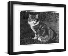 This Large Tabby Cat Sits Comfortably in the Garden Enjoying the Sun-null-Framed Photographic Print