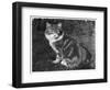 This Large Tabby Cat Sits Comfortably in the Garden Enjoying the Sun-null-Framed Photographic Print