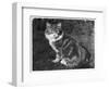 This Large Tabby Cat Sits Comfortably in the Garden Enjoying the Sun-null-Framed Photographic Print