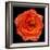 This Magic High Rose-Steve Gadomski-Framed Photographic Print