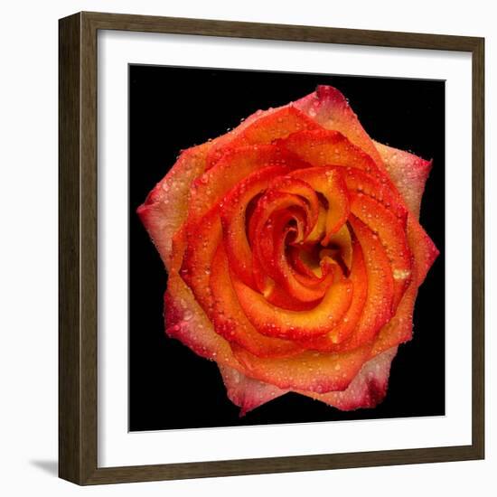 This Magic High Rose-Steve Gadomski-Framed Photographic Print