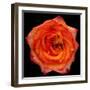 This Magic High Rose-Steve Gadomski-Framed Photographic Print