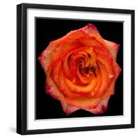 This Magic High Rose-Steve Gadomski-Framed Photographic Print