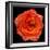 This Magic High Rose-Steve Gadomski-Framed Photographic Print