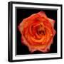 This Magic High Rose-Steve Gadomski-Framed Photographic Print