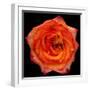 This Magic High Rose-Steve Gadomski-Framed Photographic Print