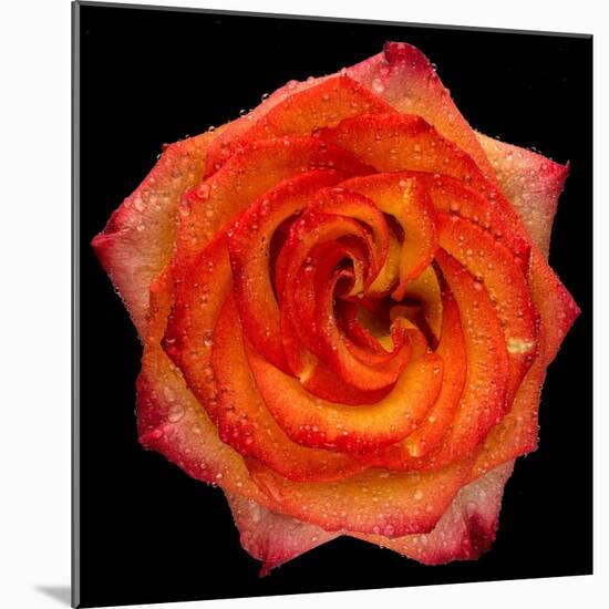 This Magic High Rose-Steve Gadomski-Mounted Photographic Print