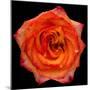 This Magic High Rose-Steve Gadomski-Mounted Photographic Print