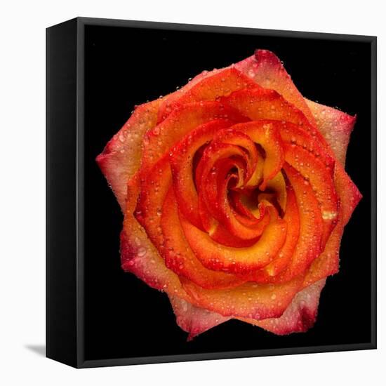 This Magic High Rose-Steve Gadomski-Framed Stretched Canvas