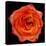 This Magic High Rose-Steve Gadomski-Stretched Canvas