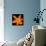 This Orange Lily-Steve Gadomski-Photographic Print displayed on a wall