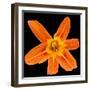 This Orange Lily-Steve Gadomski-Framed Photographic Print