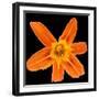 This Orange Lily-Steve Gadomski-Framed Photographic Print