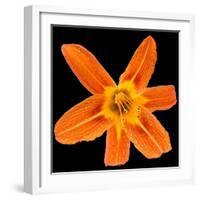 This Orange Lily-Steve Gadomski-Framed Photographic Print