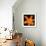 This Orange Lily-Steve Gadomski-Framed Photographic Print displayed on a wall