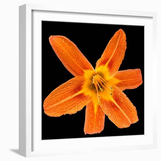 This Orange Lily-Steve Gadomski-Framed Photographic Print