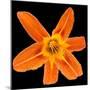 This Orange Lily-Steve Gadomski-Mounted Photographic Print