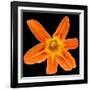 This Orange Lily-Steve Gadomski-Framed Photographic Print