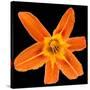 This Orange Lily-Steve Gadomski-Stretched Canvas