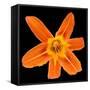 This Orange Lily-Steve Gadomski-Framed Stretched Canvas