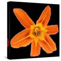 This Orange Lily-Steve Gadomski-Stretched Canvas