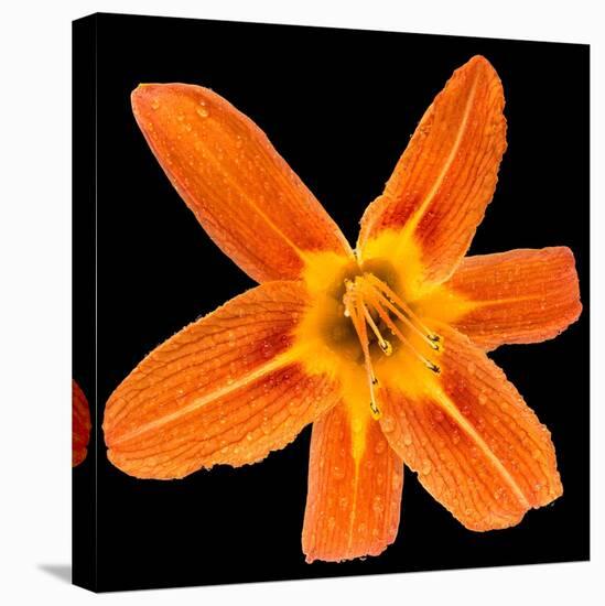 This Orange Lily-Steve Gadomski-Stretched Canvas