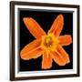 This Orange Lily-Steve Gadomski-Framed Photographic Print