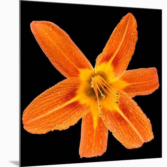 This Orange Lily-Steve Gadomski-Mounted Photographic Print