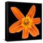 This Orange Lily-Steve Gadomski-Framed Stretched Canvas