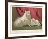 This Pomeranian Looks Quite Large Beside a Maltese Terrier-null-Framed Art Print