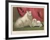 This Pomeranian Looks Quite Large Beside a Maltese Terrier-null-Framed Art Print