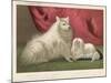 This Pomeranian Looks Quite Large Beside a Maltese Terrier-null-Mounted Art Print