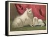 This Pomeranian Looks Quite Large Beside a Maltese Terrier-null-Framed Stretched Canvas