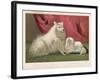 This Pomeranian Looks Quite Large Beside a Maltese Terrier-null-Framed Art Print