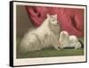 This Pomeranian Looks Quite Large Beside a Maltese Terrier-null-Framed Stretched Canvas