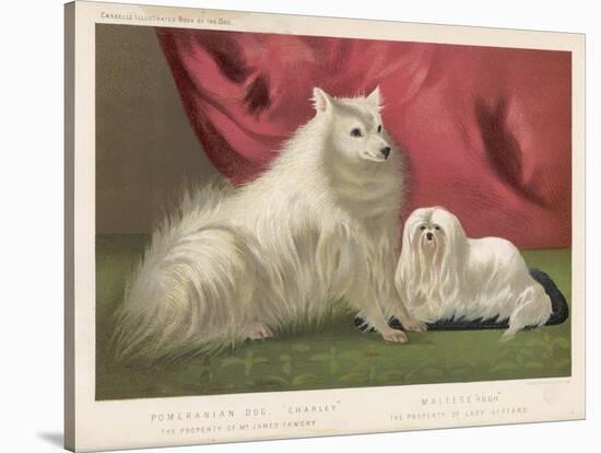 This Pomeranian Looks Quite Large Beside a Maltese Terrier-null-Stretched Canvas