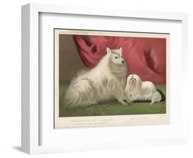 This Pomeranian Looks Quite Large Beside a Maltese Terrier-null-Framed Art Print