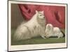 This Pomeranian Looks Quite Large Beside a Maltese Terrier-null-Mounted Art Print