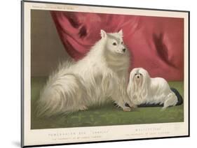This Pomeranian Looks Quite Large Beside a Maltese Terrier-null-Mounted Art Print