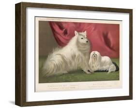 This Pomeranian Looks Quite Large Beside a Maltese Terrier-null-Framed Art Print