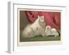 This Pomeranian Looks Quite Large Beside a Maltese Terrier-null-Framed Art Print