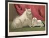 This Pomeranian Looks Quite Large Beside a Maltese Terrier-null-Framed Art Print