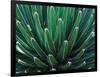 This Queen Victoria agave plant-Mallorie Ostrowitz-Framed Photographic Print