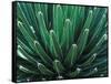 This Queen Victoria agave plant-Mallorie Ostrowitz-Framed Stretched Canvas